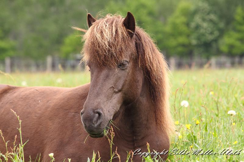 Grima c.JPG - Grima fra Korpu